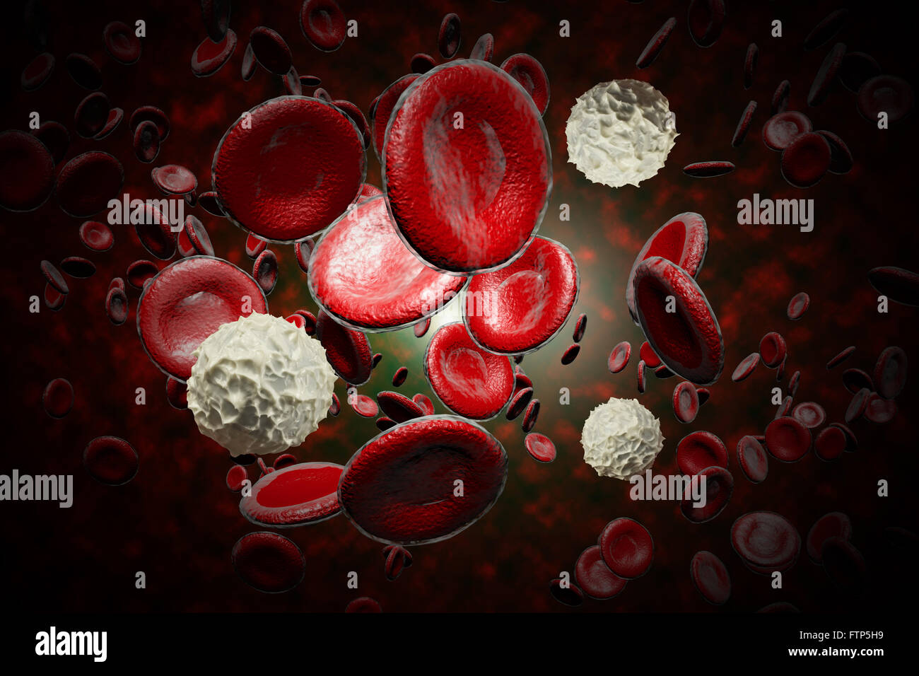 белые красные кровяные тельца