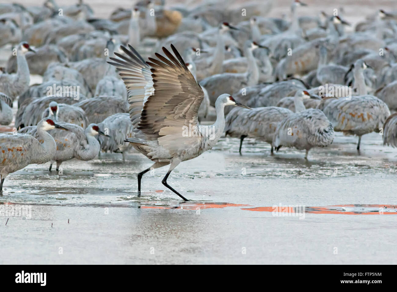 Sandhill Cranes slide across the frozen marsh as they struggle to fly off to the feeding ground after spending the night at the Bosque del Apache National Wildlife Refuge in San Antonio, New Mexico. The cranes freeze in place as night temperatures drop and then free themselves when the sun warms the water. Stock Photo