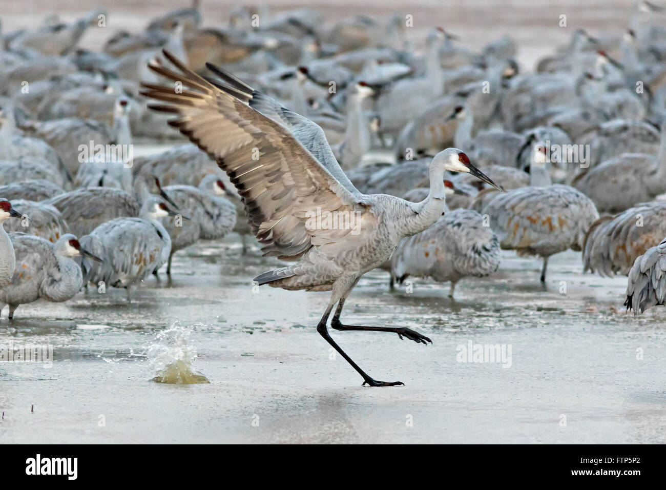 Sandhill Cranes slide across the frozen marsh as they struggle to fly off to the feeding ground after spending the night at the Bosque del Apache National Wildlife Refuge in San Antonio, New Mexico. The cranes freeze in place as night temperatures drop and then free themselves when the sun warms the water. Stock Photo