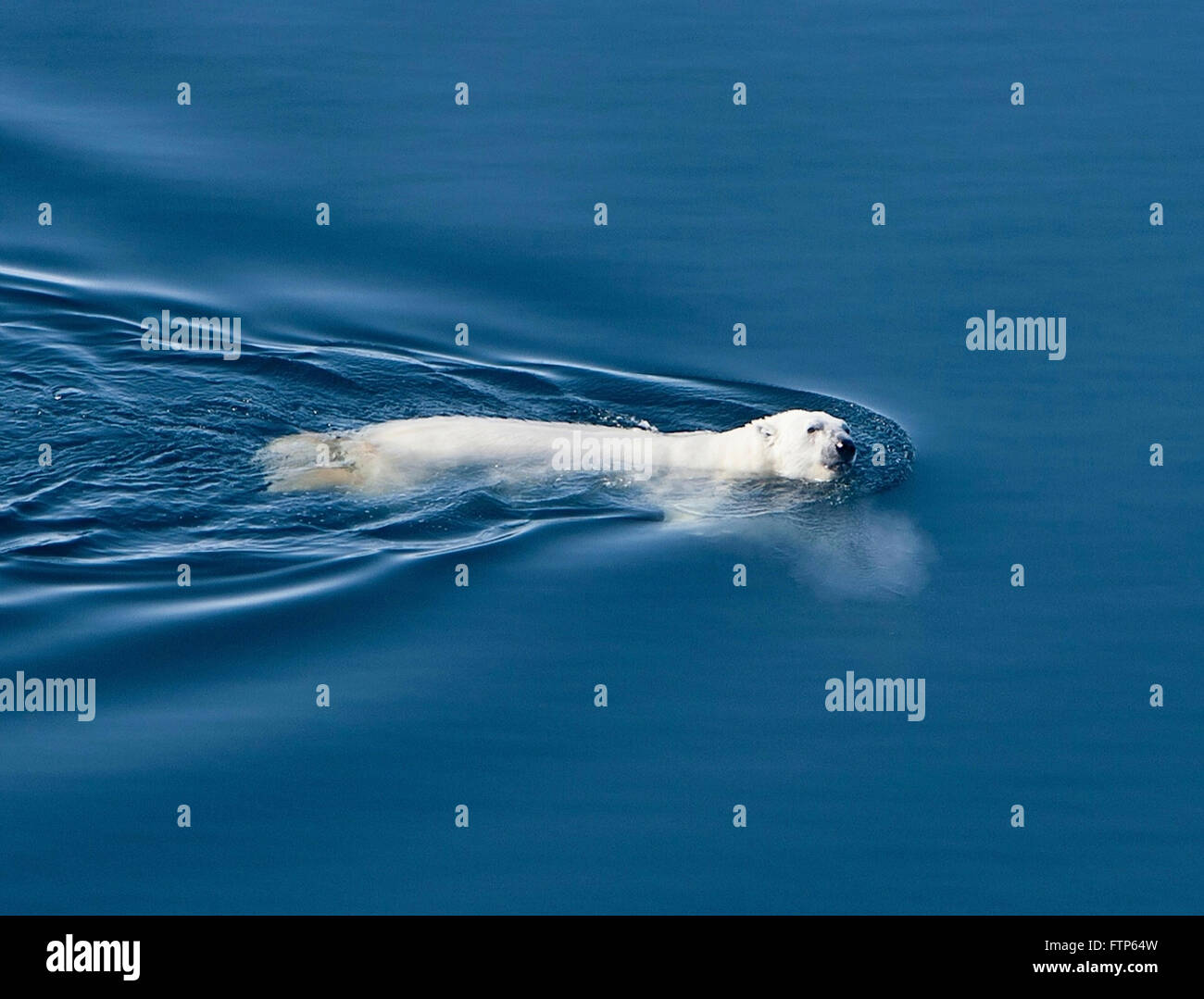 A polar bear swims in open water in the Arctic Ocean off Alaska. The drastic reduction of sea ice has resulted in longer swims for polar bears which can swim 200 miles when necessary. Stock Photo
