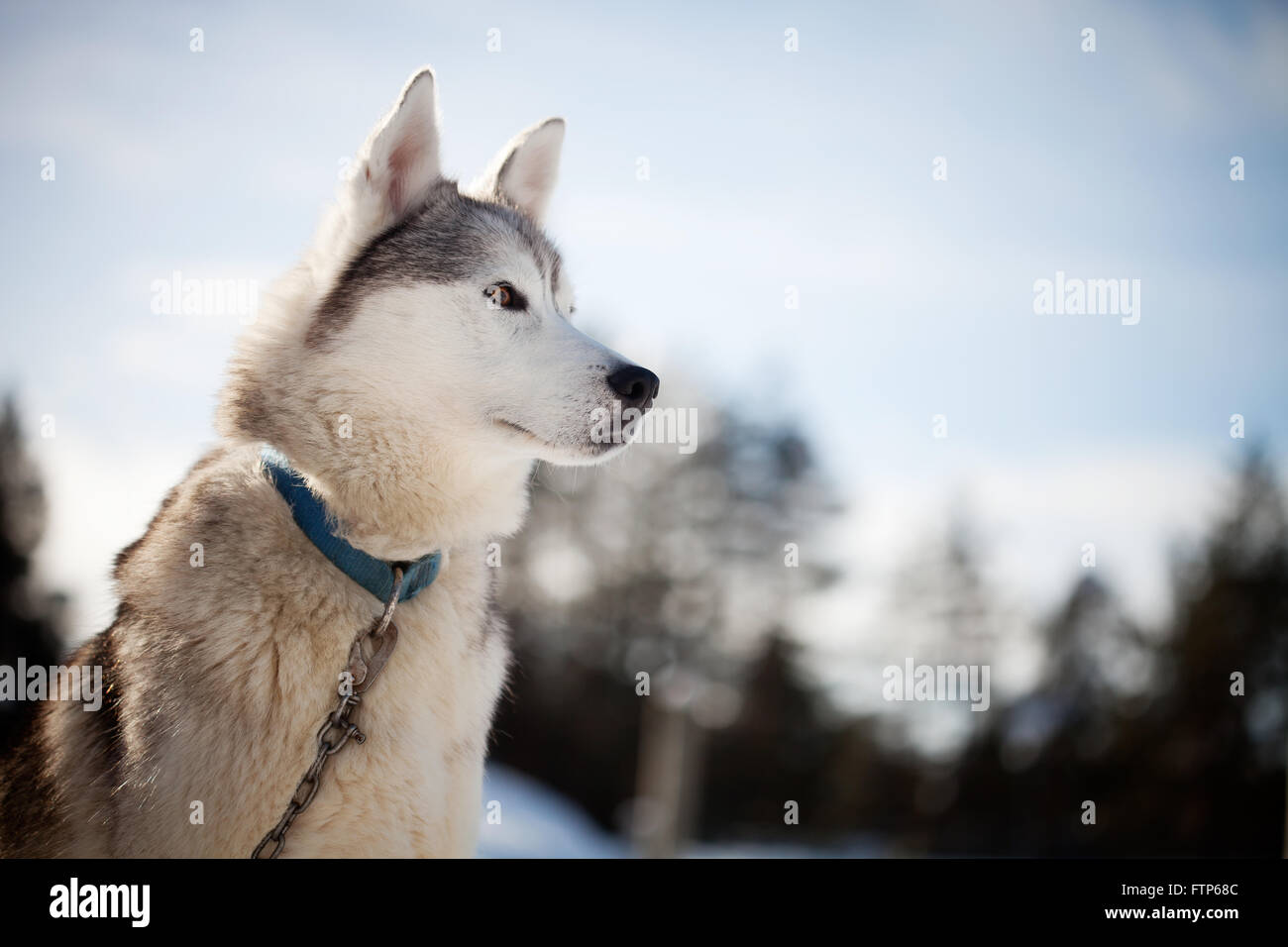 Huskies spending time outdoors in Lapland Finland Stock Photo