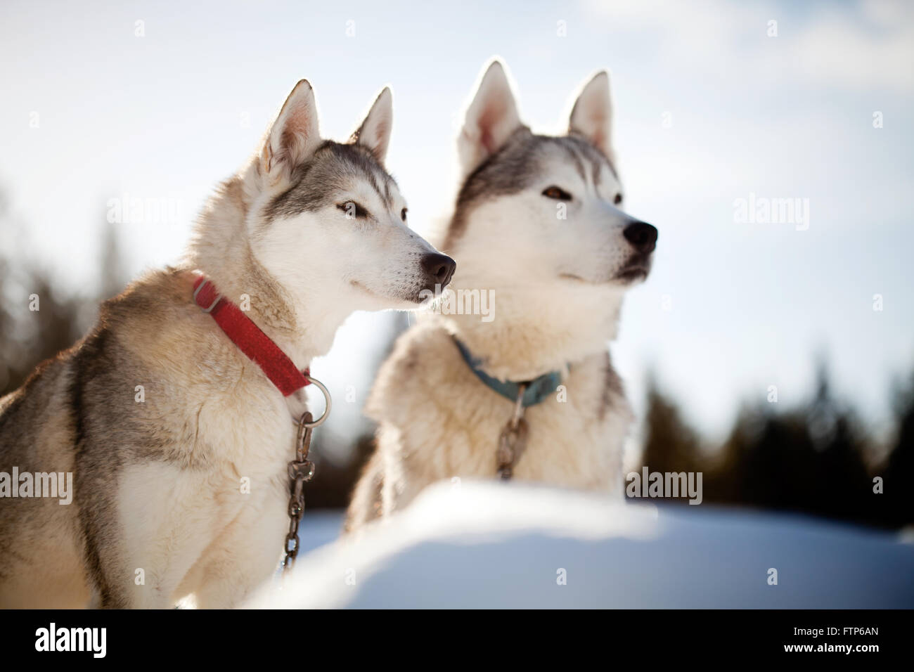 Huskies spending time outdoors in Lapland Finland Stock Photo