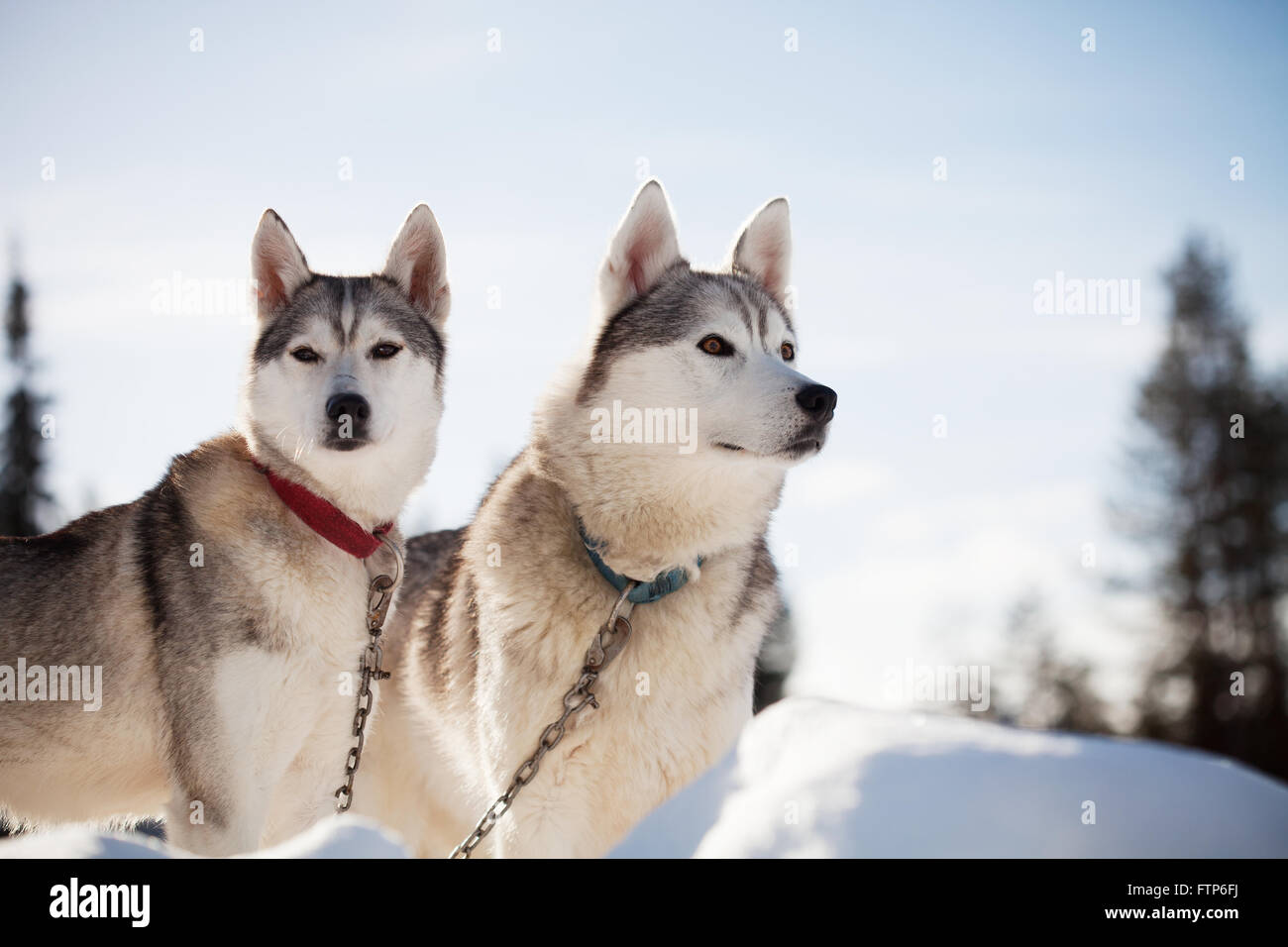 Huskies spending time outdoors in Lapland Finland Stock Photo