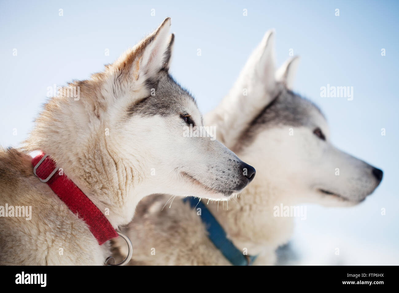 Huskies spending time outdoors in Lapland Finland Stock Photo