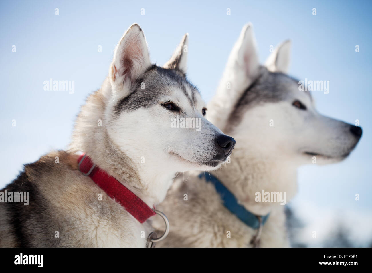 Huskies spending time outdoors in Lapland Finland Stock Photo