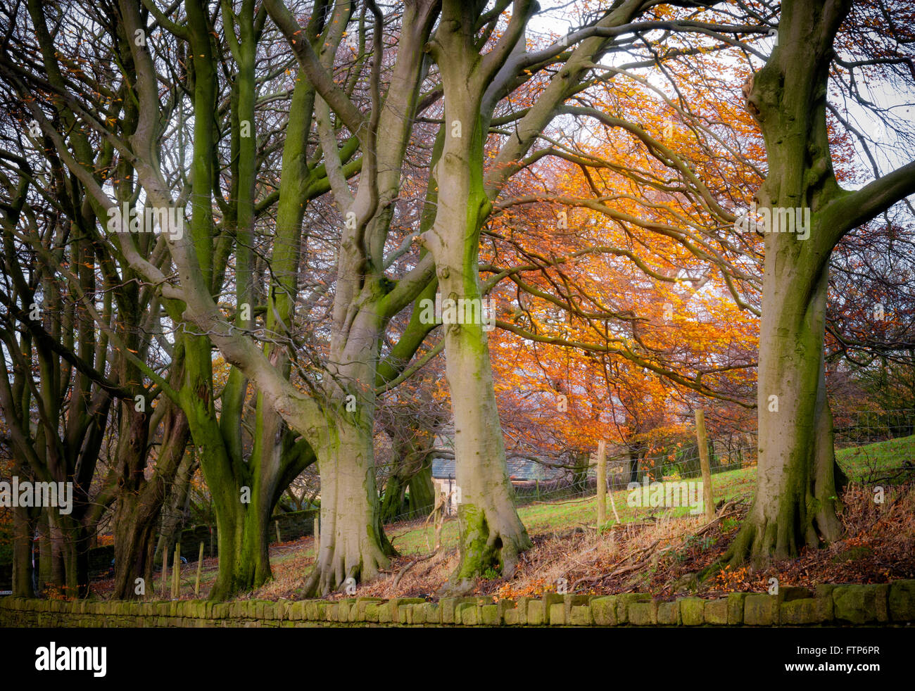 Row of trees in the autumn season at peak district ,England Stock Photo