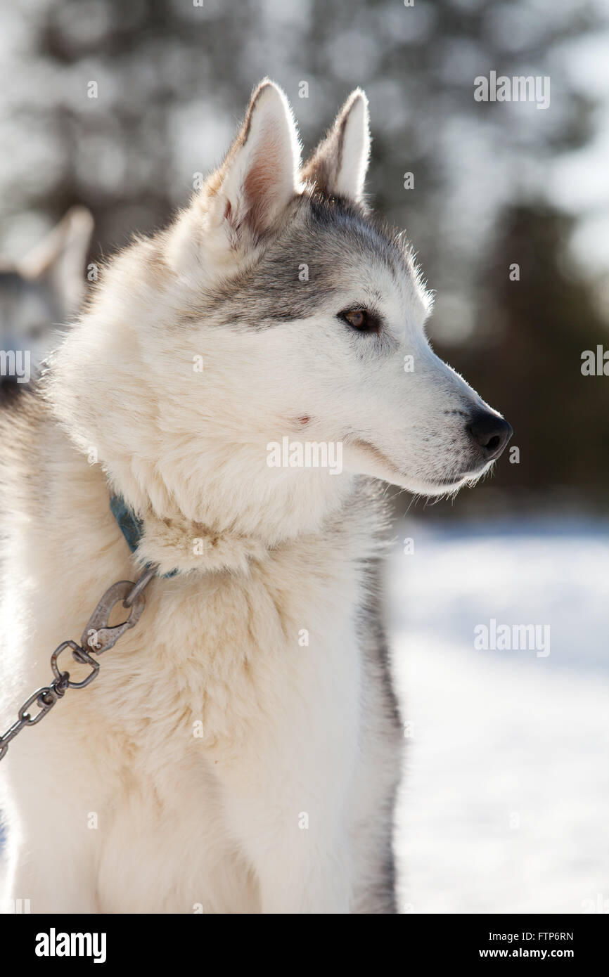 Huskies spending time outdoors in Lapland Finland Stock Photo