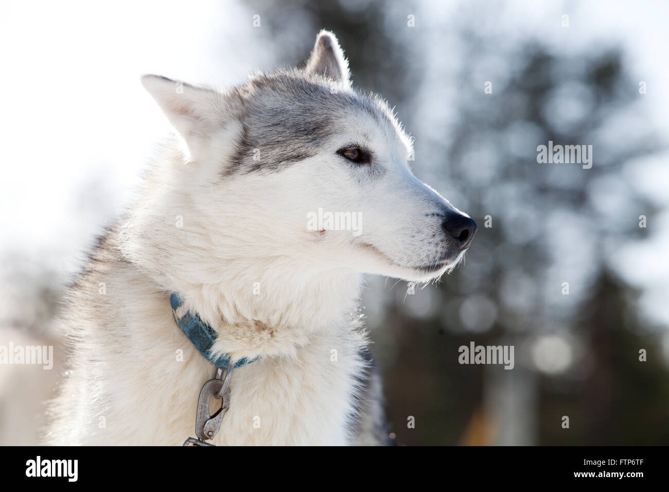 Huskies spending time outdoors in Lapland Finland Stock Photo