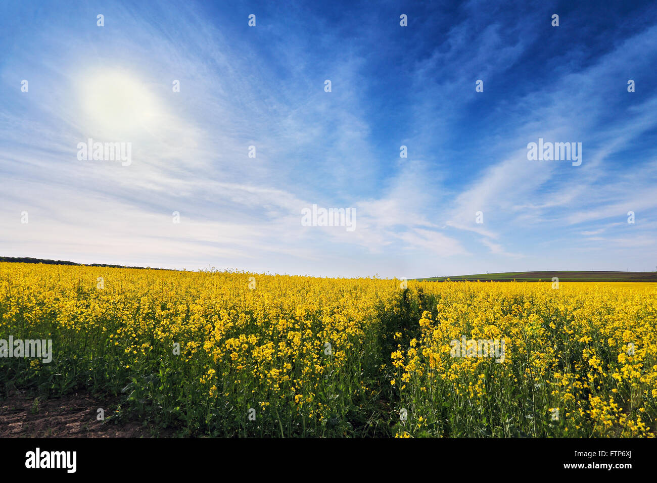 Spring colza fields. Blooming yellow flowers Stock Photo