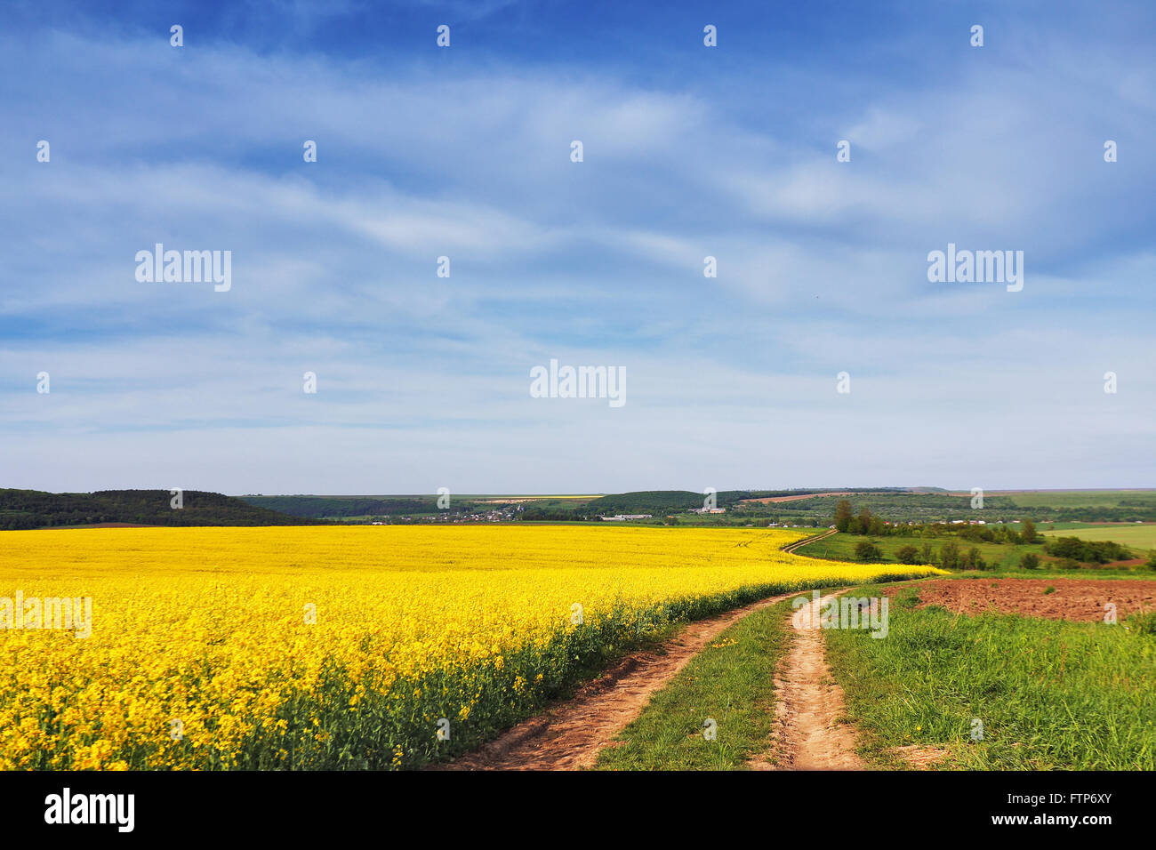 Spring colza fields. Blooming yellow flowers Stock Photo