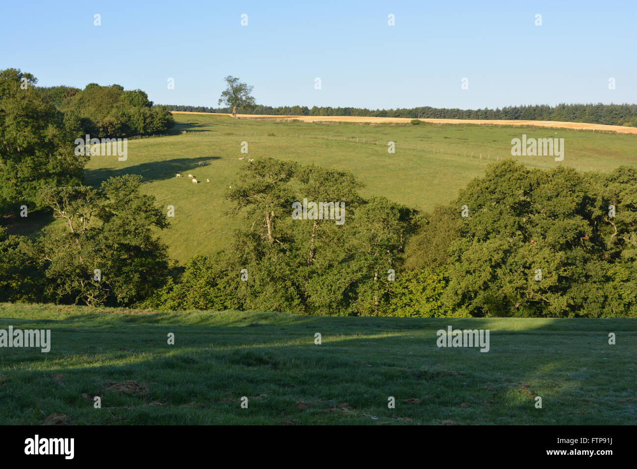 Early morning view over the Howardian Hills near village of Gilling East in late summer. Ryedale district, N.Yorkshire, England Stock Photo