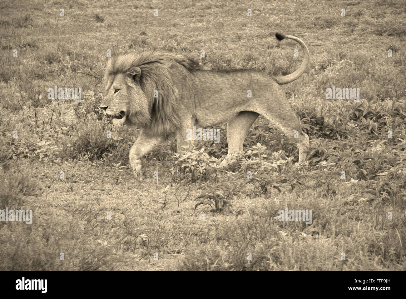 Male lion walking, Ngorongoro Conservation Area (Ndutu), Tanzania Stock Photo