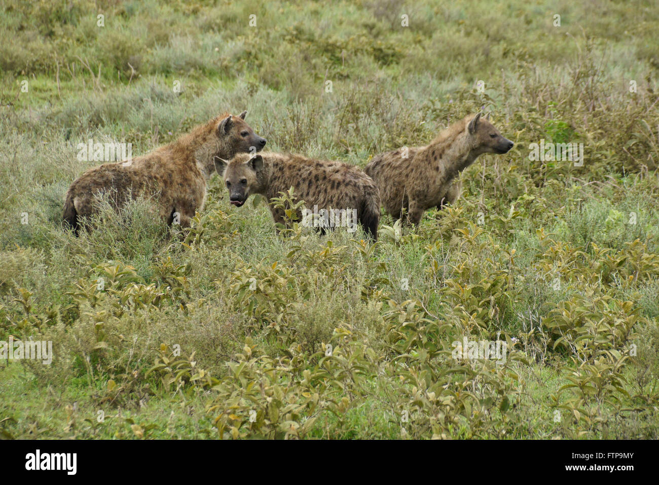 Spotted hyenas, Ngorongoro Conservation Area (Ndutu), Tanzania Stock Photo