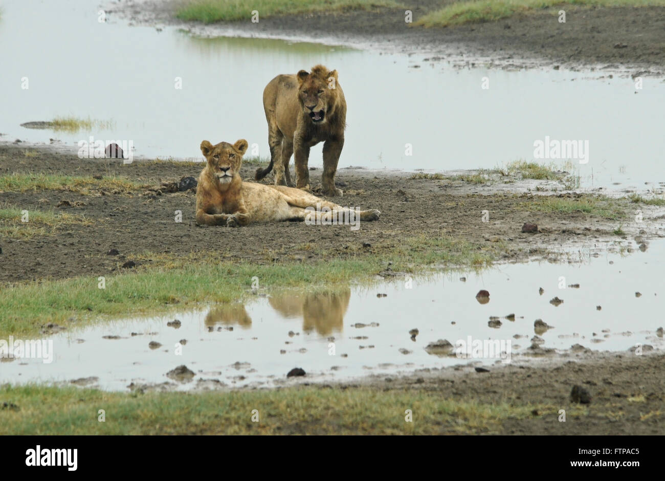 Female and young male lion beside water hole, Ngorongoro Crater, Tanzania Stock Photo