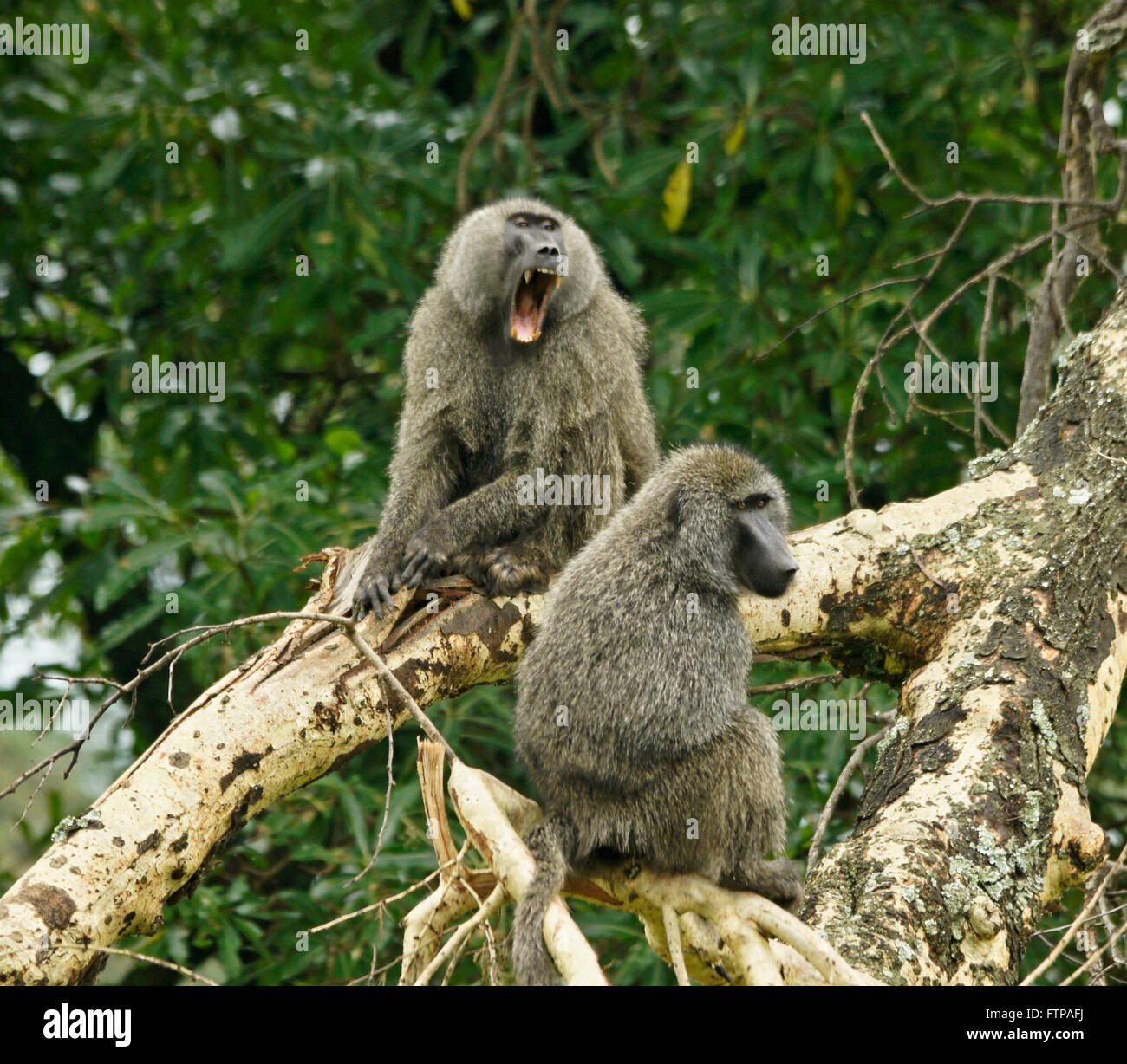 Olive baboons sitting in tree, Ngorongoro Crater, Tanzania Stock Photo