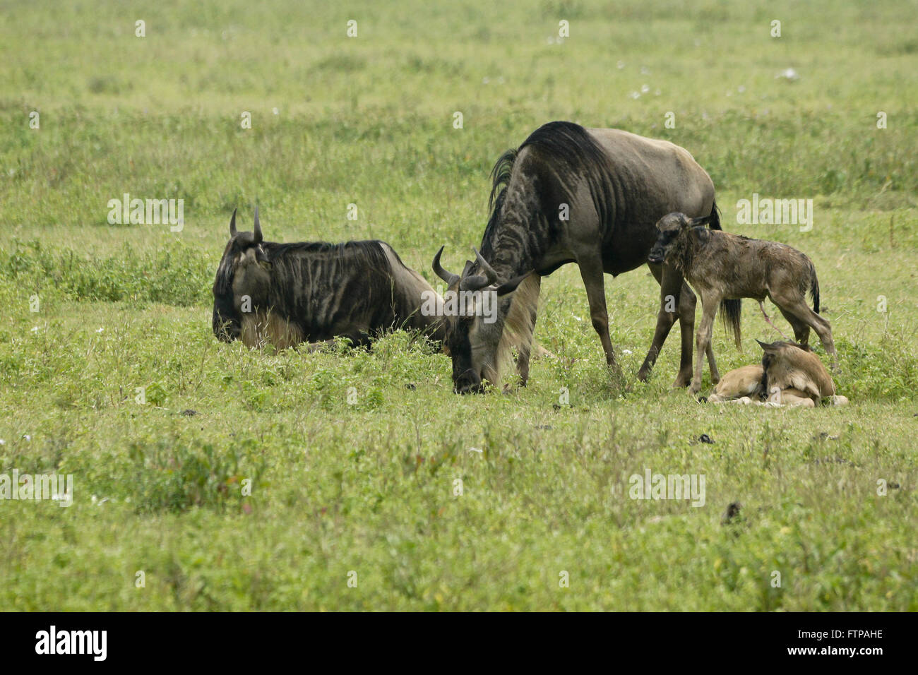 Wildebeests with newborn calves (one with umbilical cord still attached