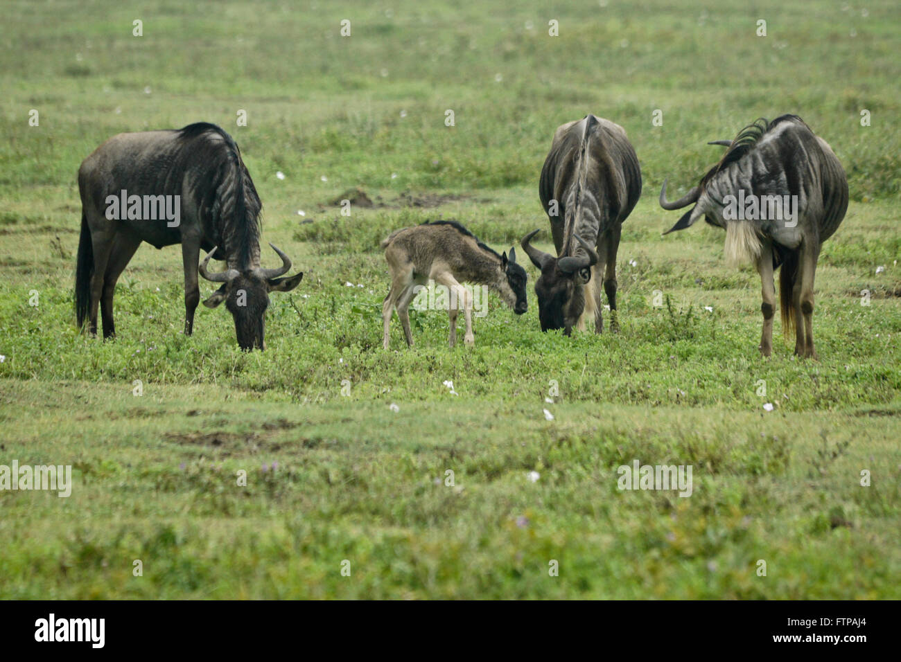 Wildebeests with newborn calf, Ngorongoro Crater, Tanzania Stock Photo