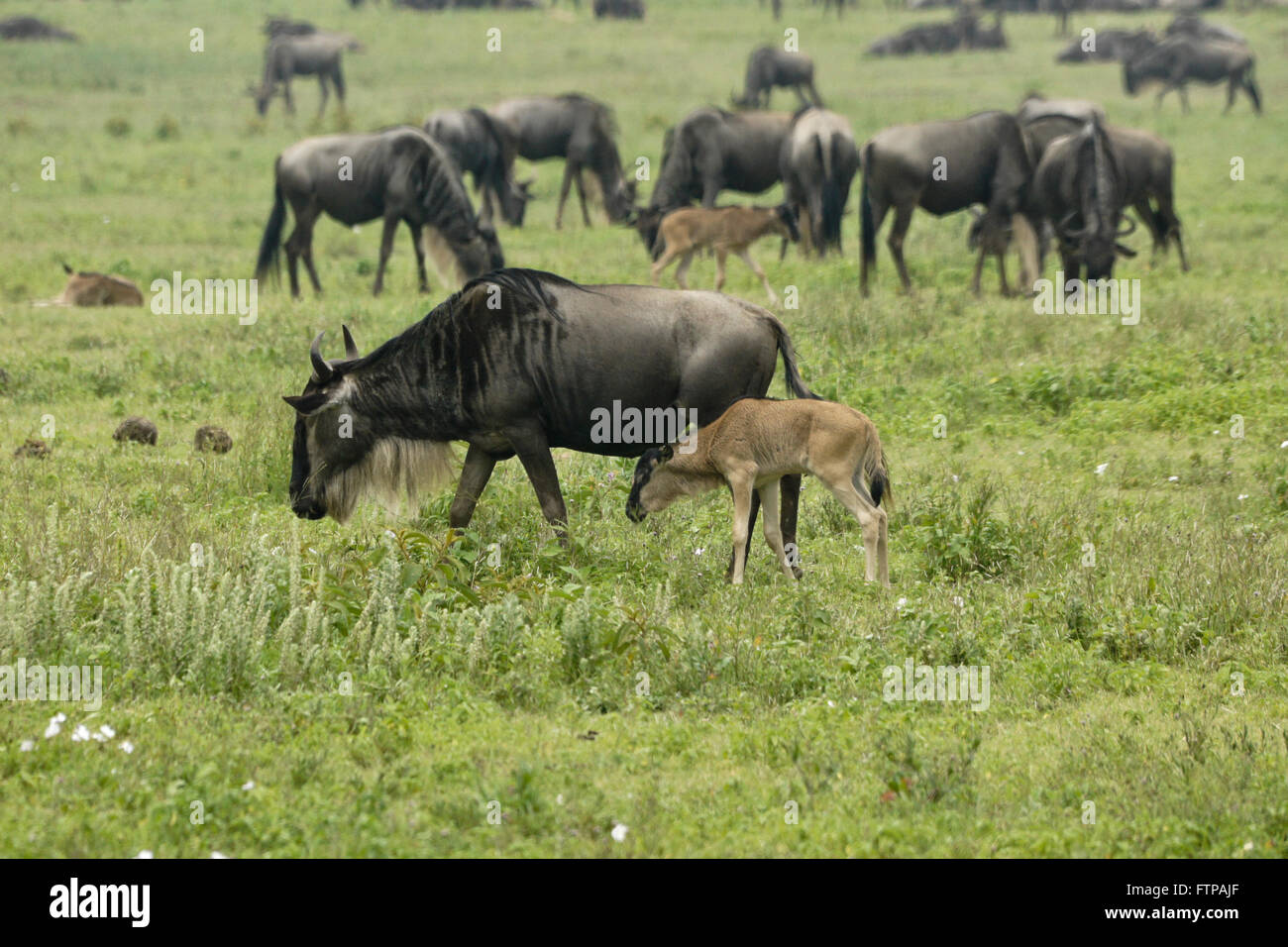 Wildebeests with newborn calves, Ngorongoro Crater, Tanzania Stock Photo