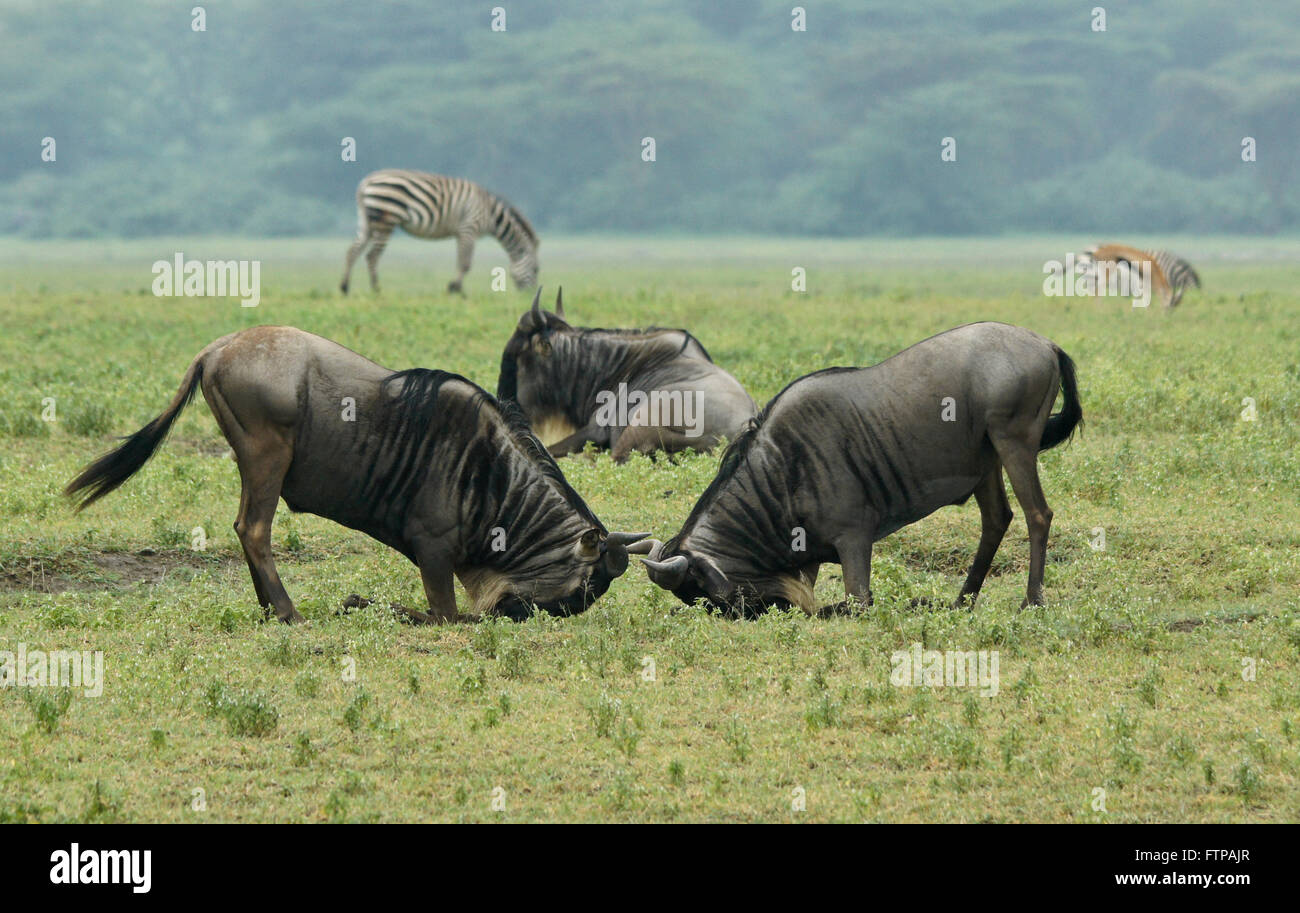 Two male wildebeests sparring with common zebras and Thomson's gazelle in background, Ngorongoro Crater, Tanzania Stock Photo