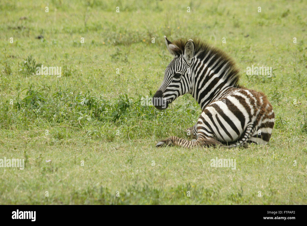 Burchell's plains) zebra foal resting in grass, Ngorongoro Crater, Tanzania Stock Photo