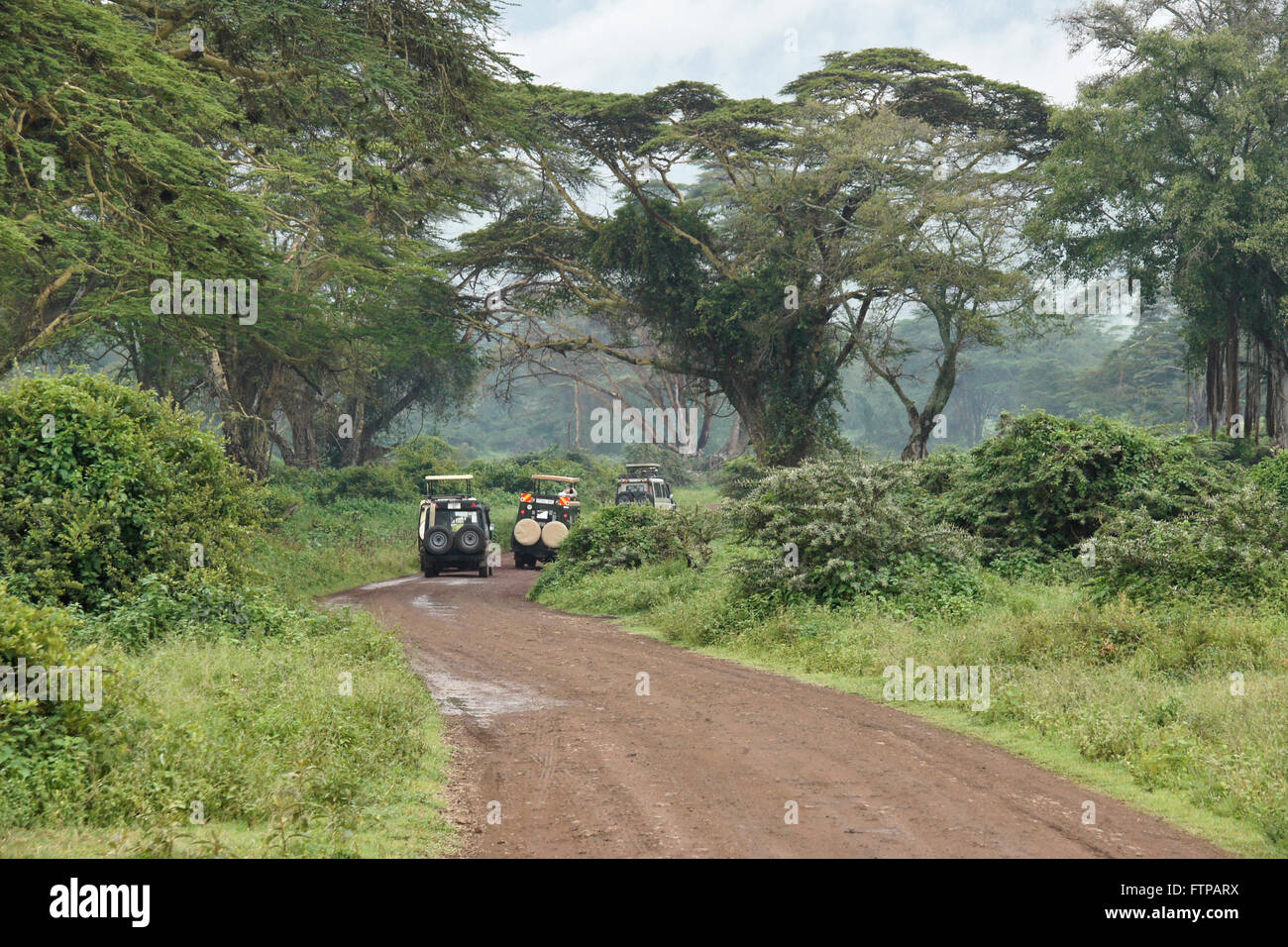 Safari vehicles driving through the Lerai Forest, Ngorongoro Crater, Tanzania Stock Photo