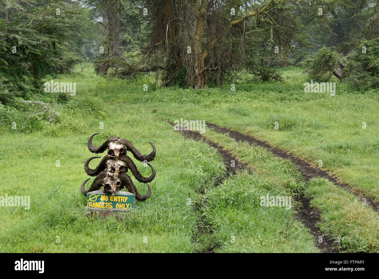 Cape Buffalo skulls and a muddy track in the Lerai Forest, Ngorongoro Crater, Tanzania Stock Photo