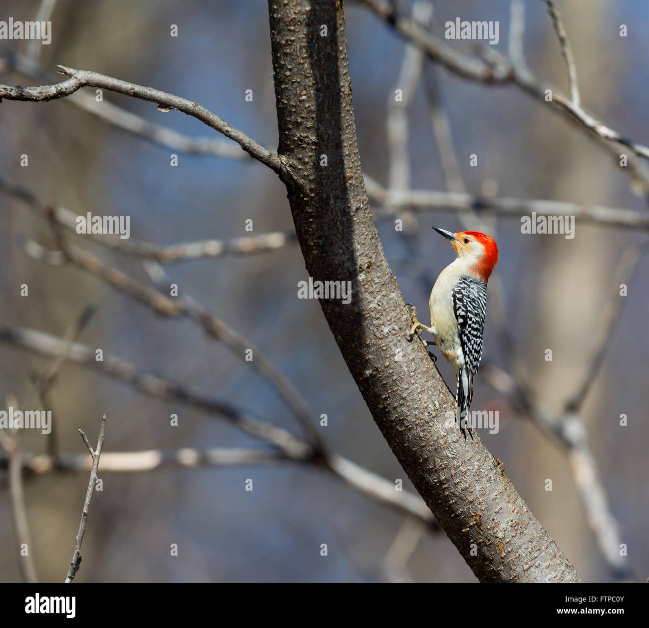 The red-bellied woodpecker is a medium-sized woodpecker. It breeds in southern Canada, northeastern Mexico. Stock Photo