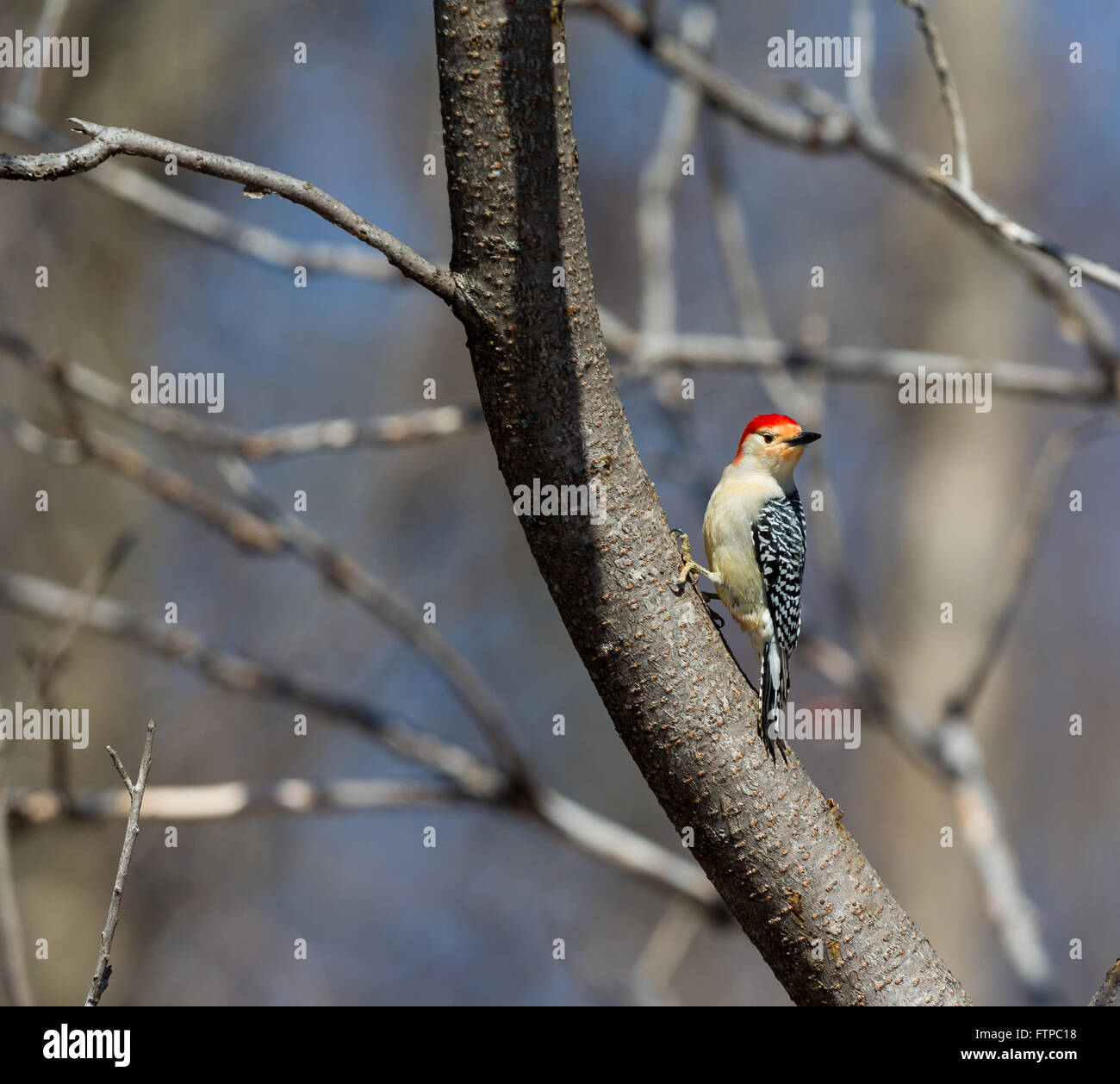 The red-bellied woodpecker is a medium-sized woodpecker. It breeds in southern Canada, northeastern Mexico. Stock Photo