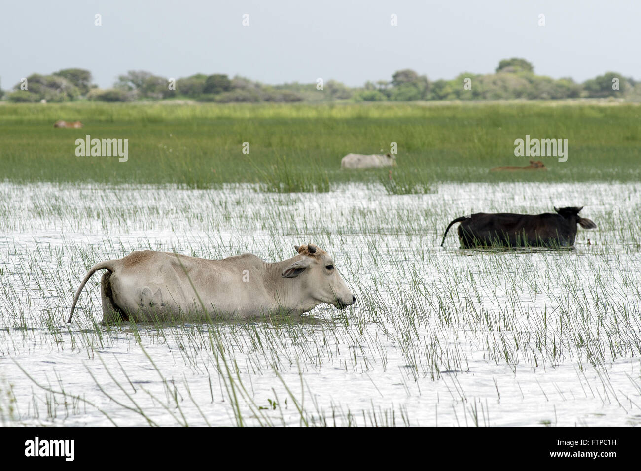 Cattle on pasture in Santo Amaro lake - the Maranhenses National Park Stock Photo