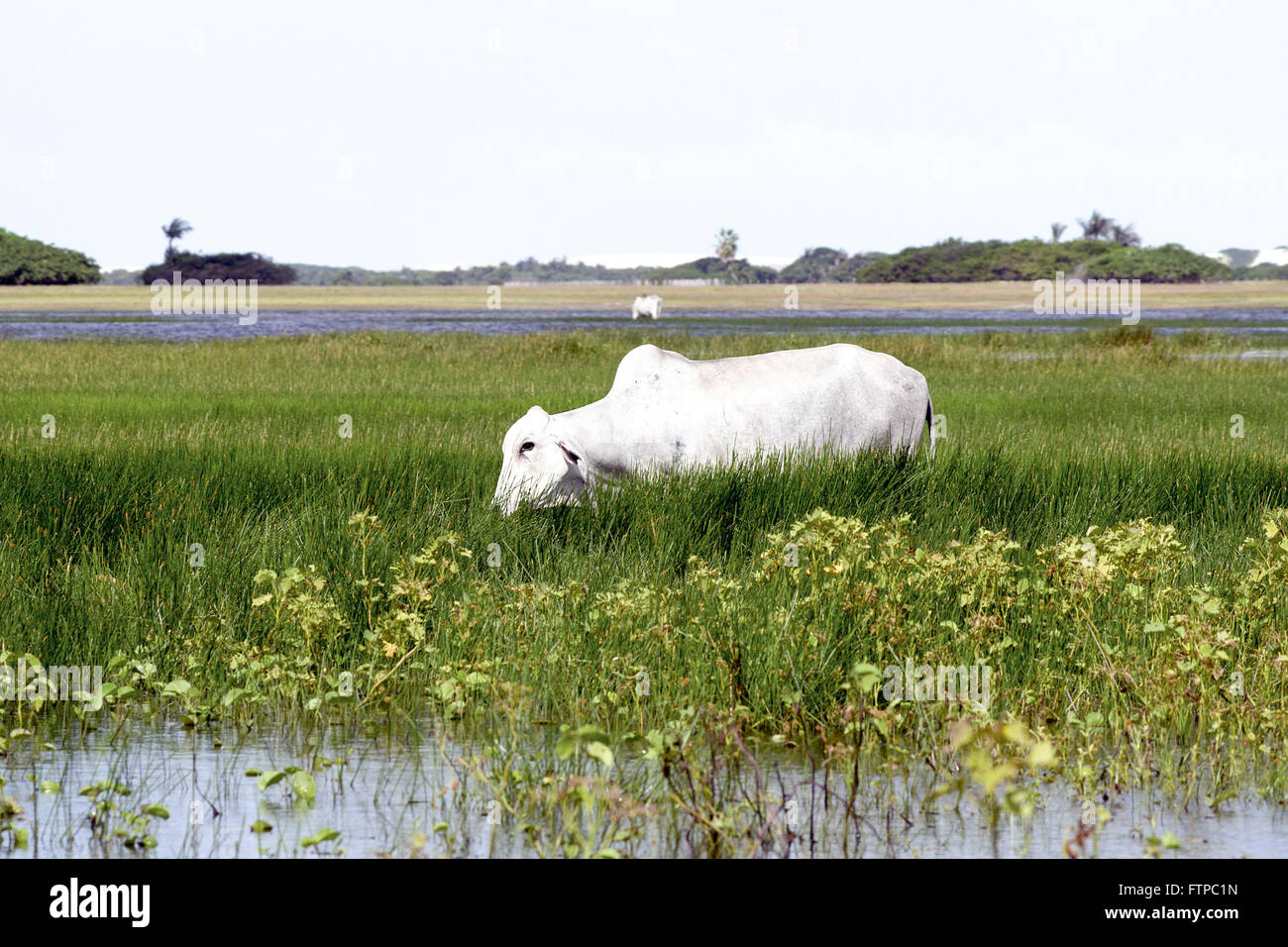 Cattle grazing in Santo Amaro lake - the Maranhenses National Park Stock Photo