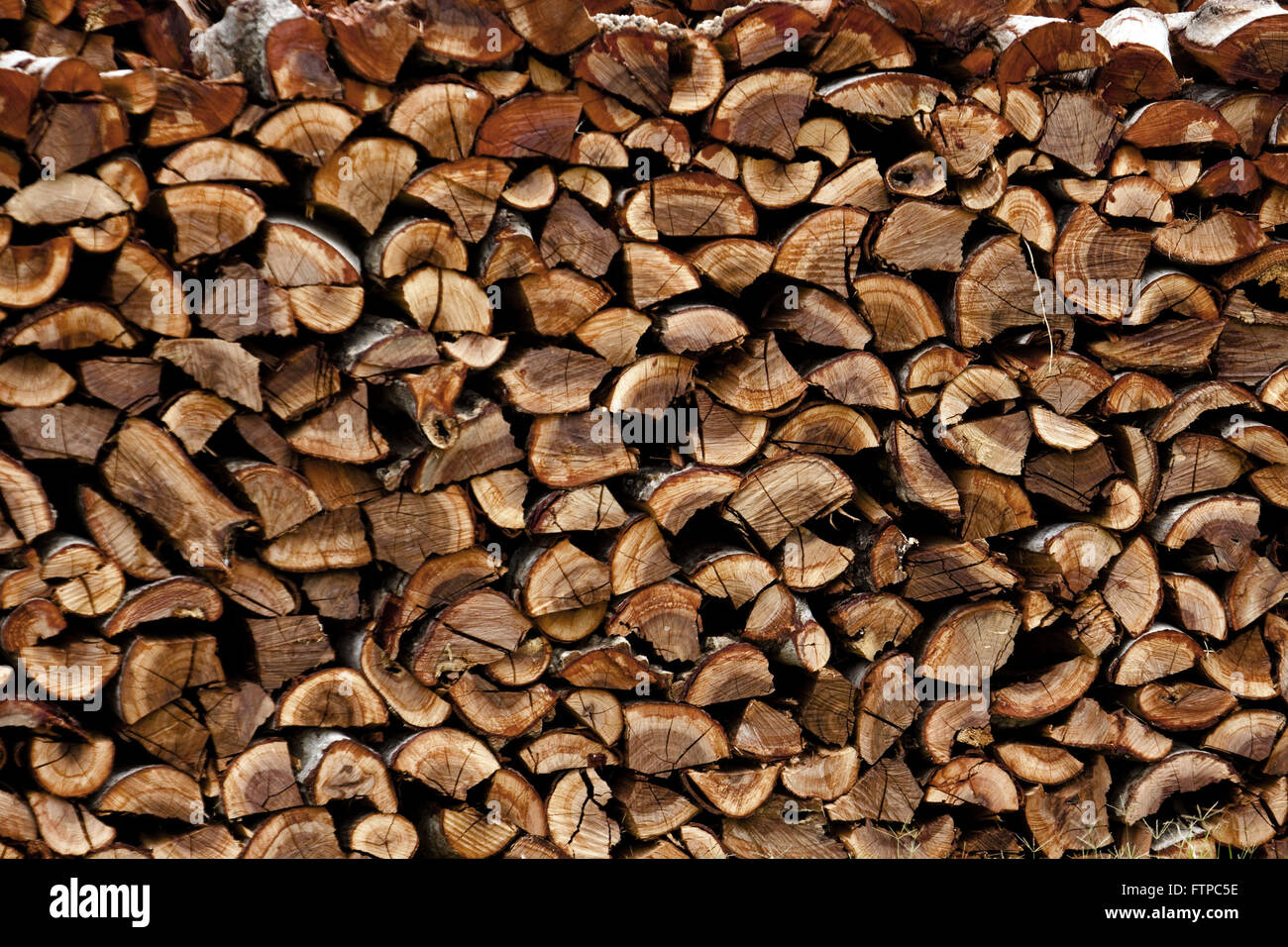 Cut tree trunks for consumption Stock Photo Alamy