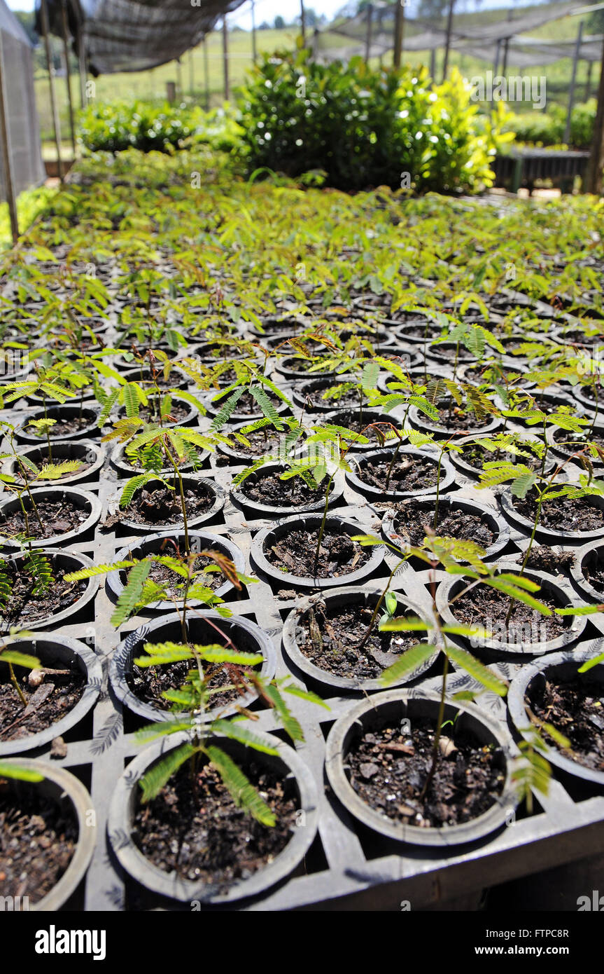 Native trees hires stock photography and images Alamy