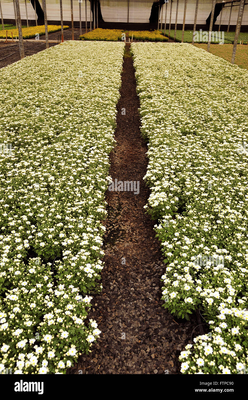 Ornamental plants hires stock photography and images Alamy