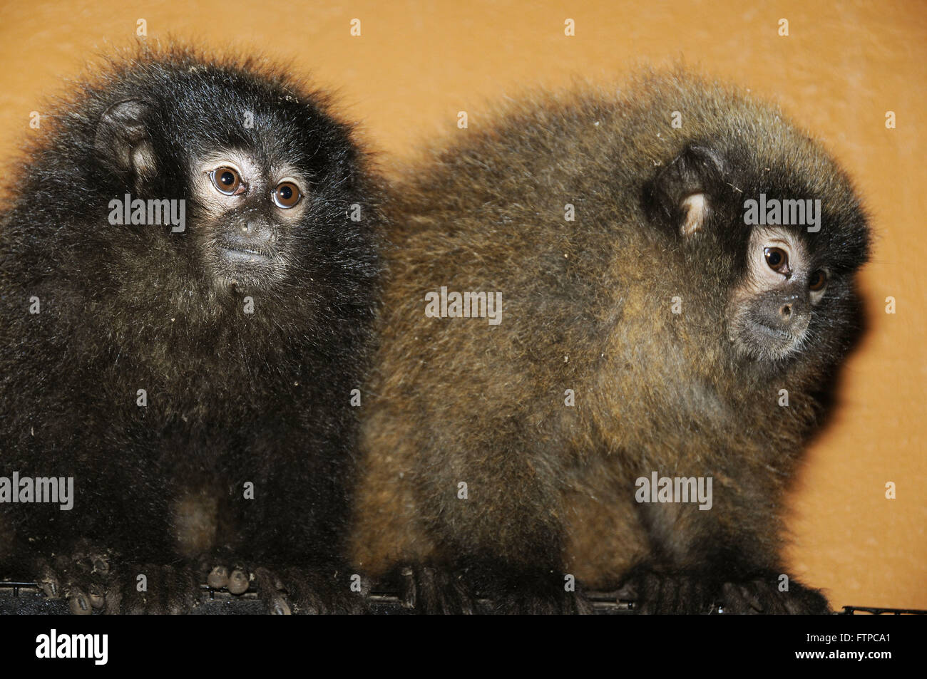 Titi - forest primates of the genus Callicebus - Zooparque Itatiba Stock Photo