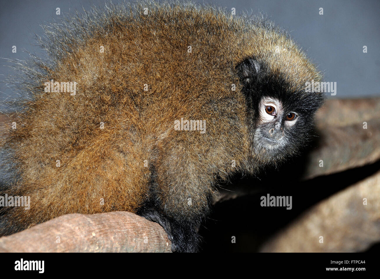 Saua - forest primate genus Callicebus - Zooparque Itatiba Stock Photo