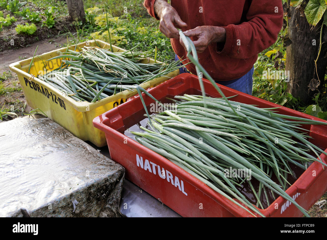 Plantation of vegetables for commercial purposes in the rural town of Santa Maria da Serra - inter Stock Photo