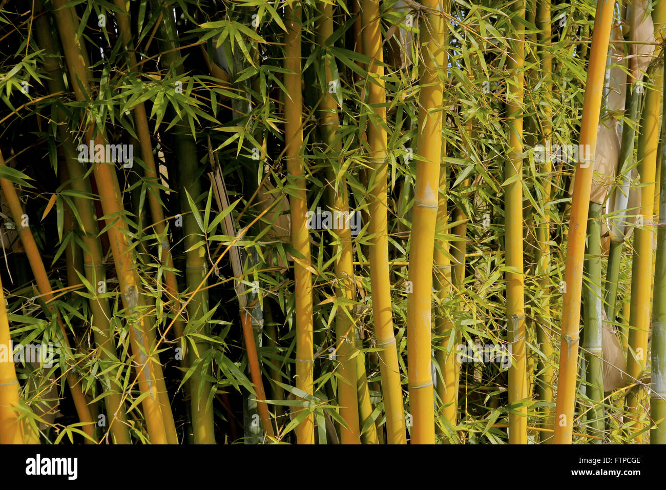 Bamboo grove - Bambusa vulgaris vittata Stock Photo