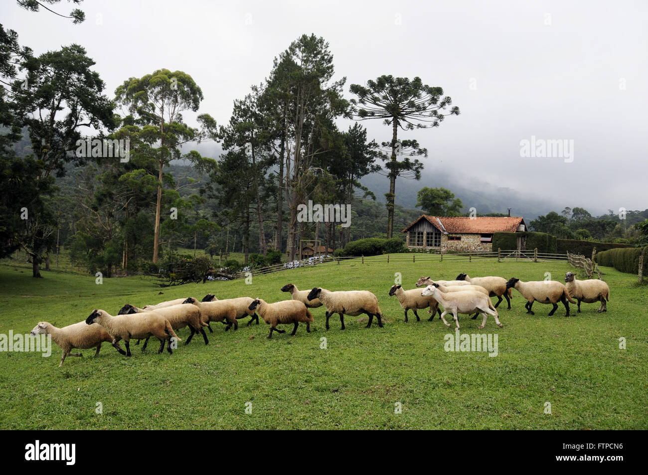 Creation of Suffolk sheep for shelter in the Deer Valley in Bocaina Stock Photo