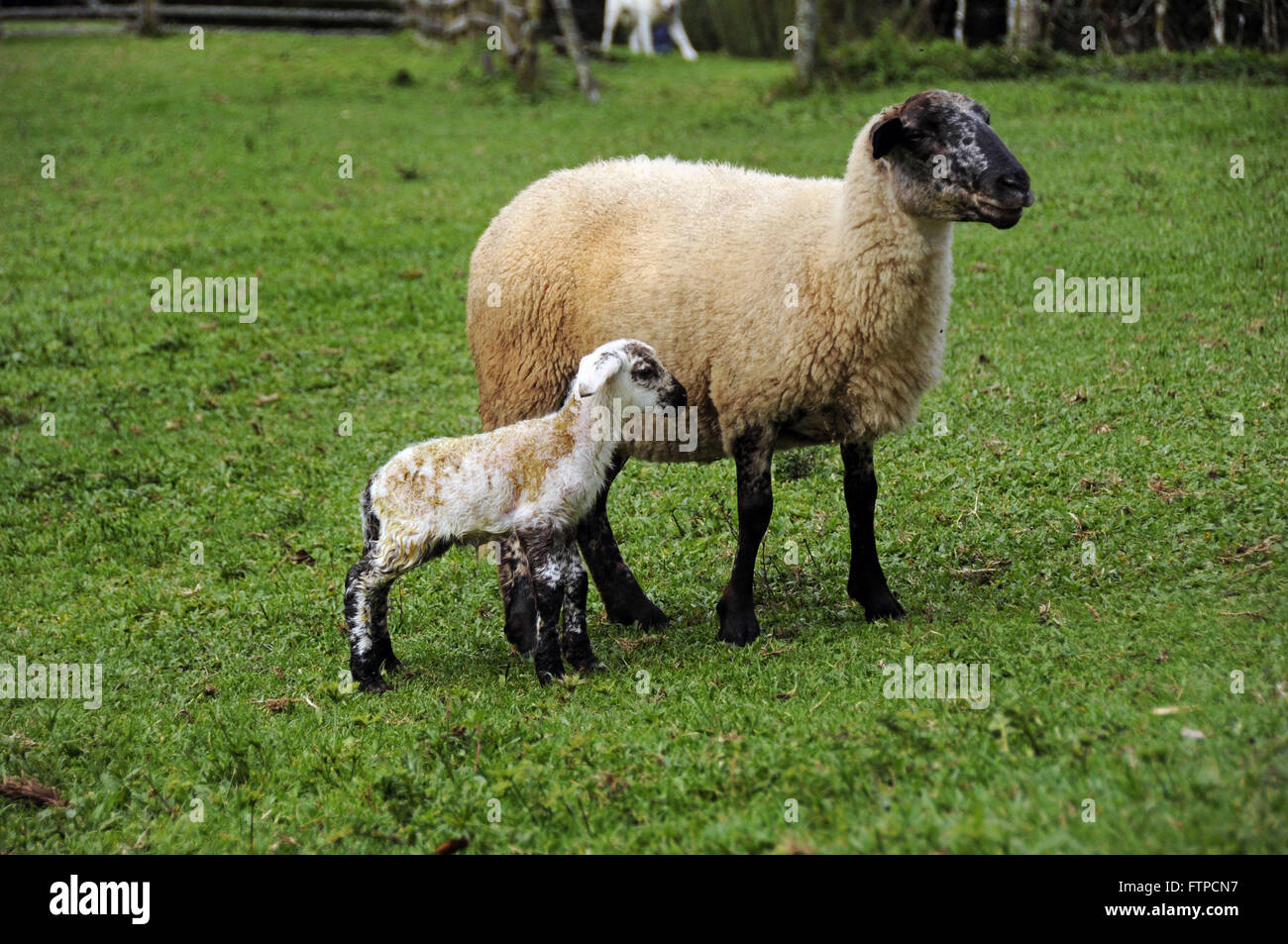 Suffolk sheep with calf - hostel in the Deer Valley in Bocaina Stock Photo