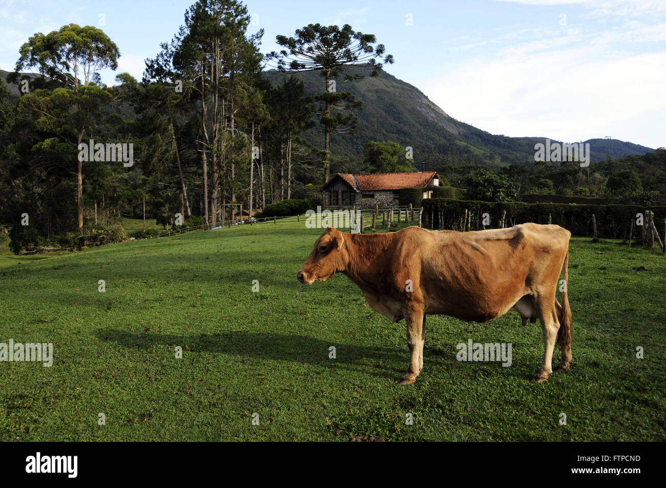 Cow hostel in the Deer Valley in Bocaina Stock Photo