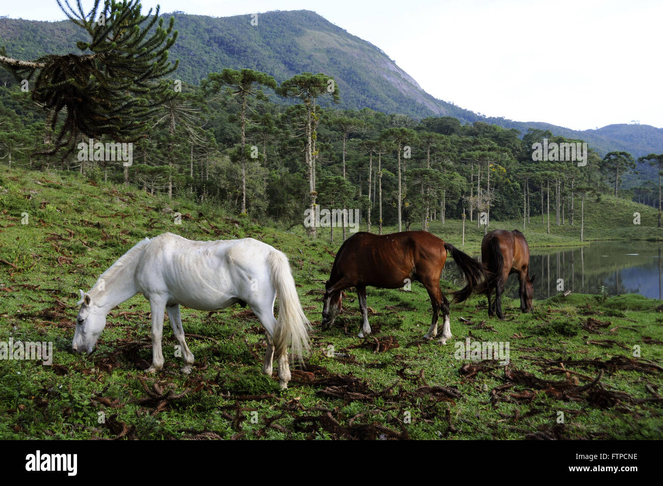 Horses grazing near the lake for shelter in the Deer Valley in Bocaina Stock Photo