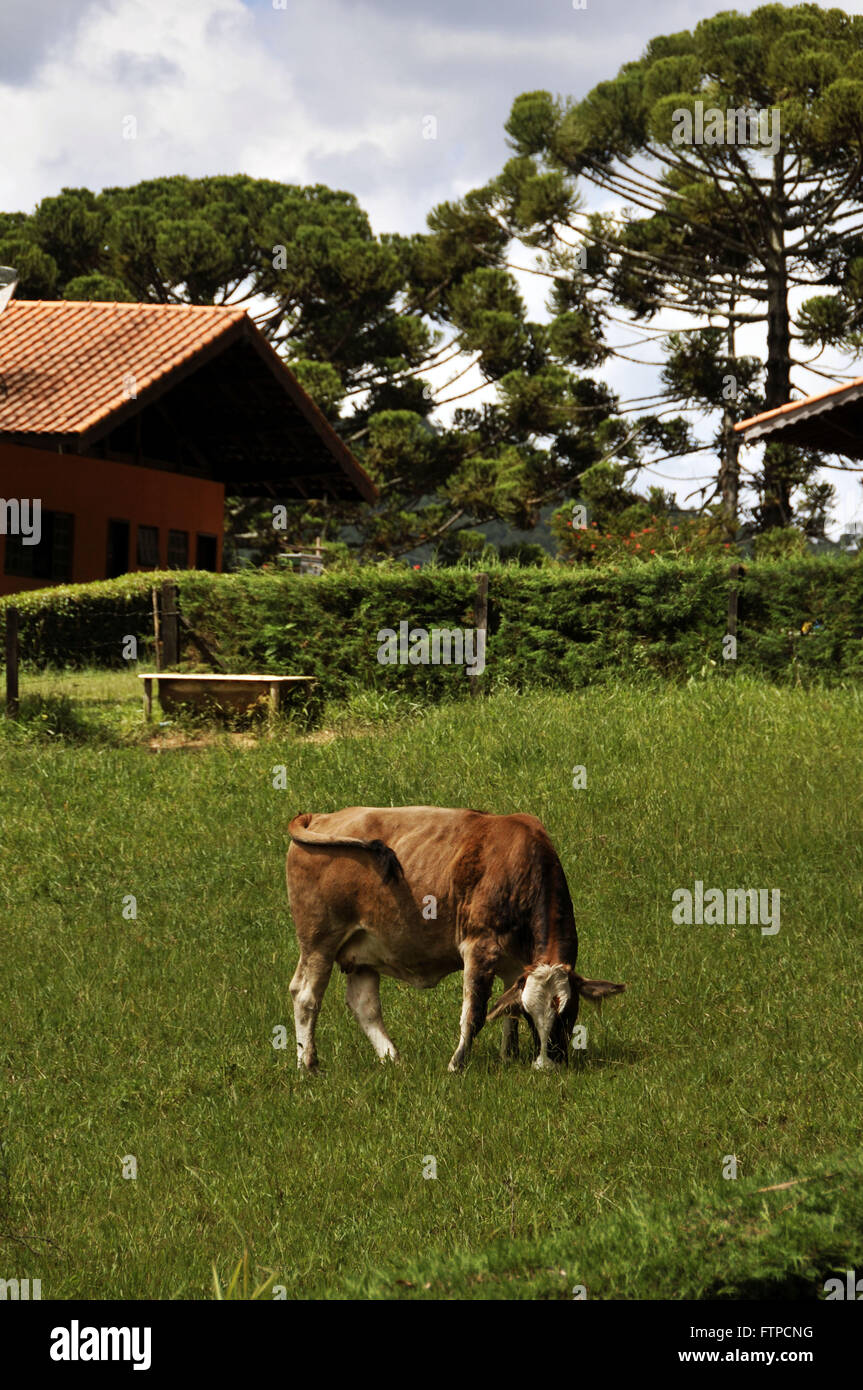 Rural Property in Bueno Brandao - municipality in the Mantiqueira Stock Photo