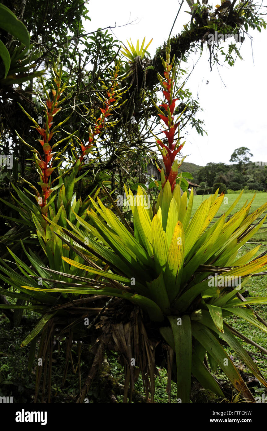 Flowering bromeliads in the Bocaino Mountains National Park Stock Photo