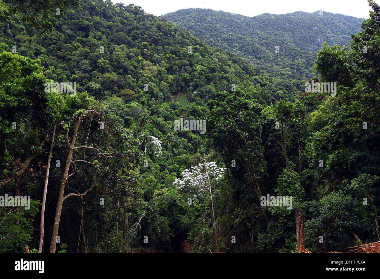 Tijuca Forest National Park in Alto da Boa Vista Stock Photo
