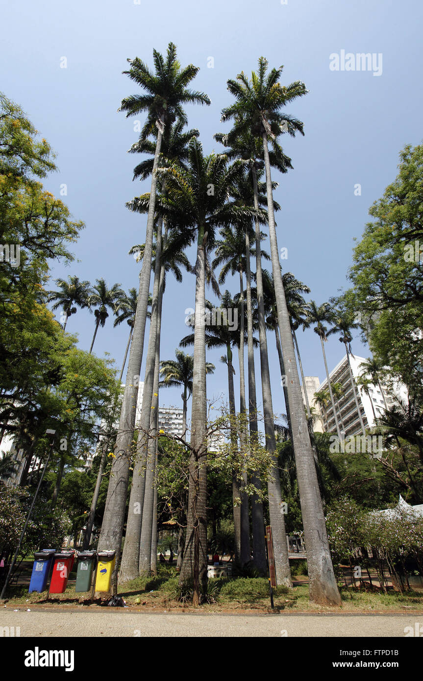 Imperial palms da Praca Carlos Gomes - city center Stock Photo