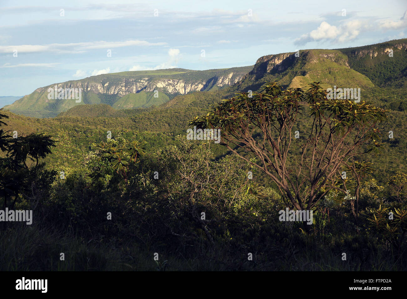 BARBATIMaO tree - Stryphnodendron adstringens - between the Cerrado vegetation Stock Photo