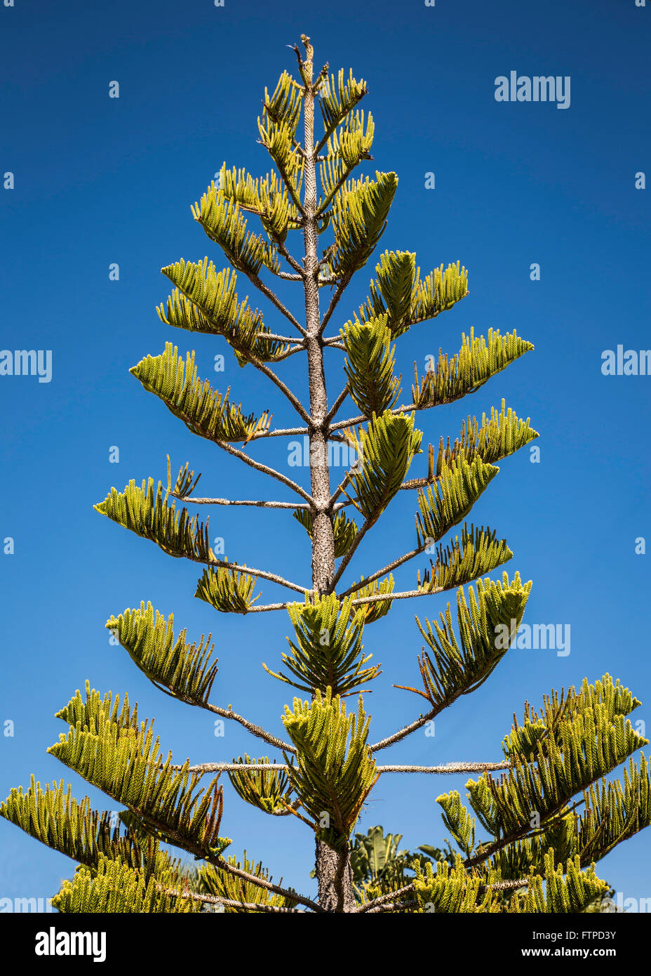 Tall Norfolk Pine Tree Growing In Florida Stock Photo Alamy