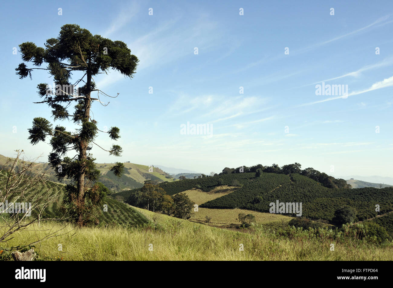 Araucaria plantation and the background in the rural town of Bueno Brandao Stock Photo