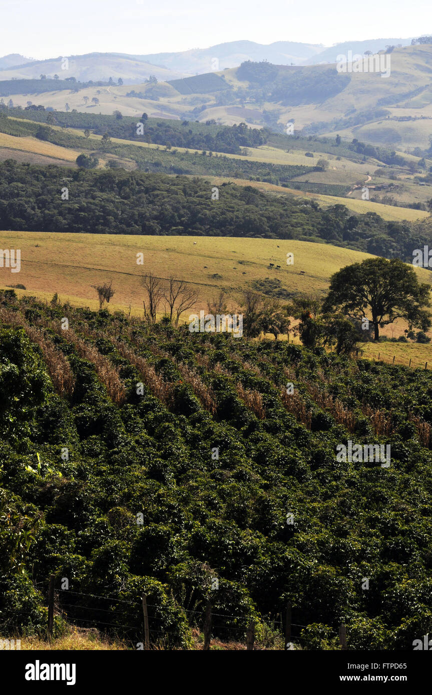 Coffee plantation in the rural town of Bueno Brandao - region of Serra da Mantiqueira Stock Photo
