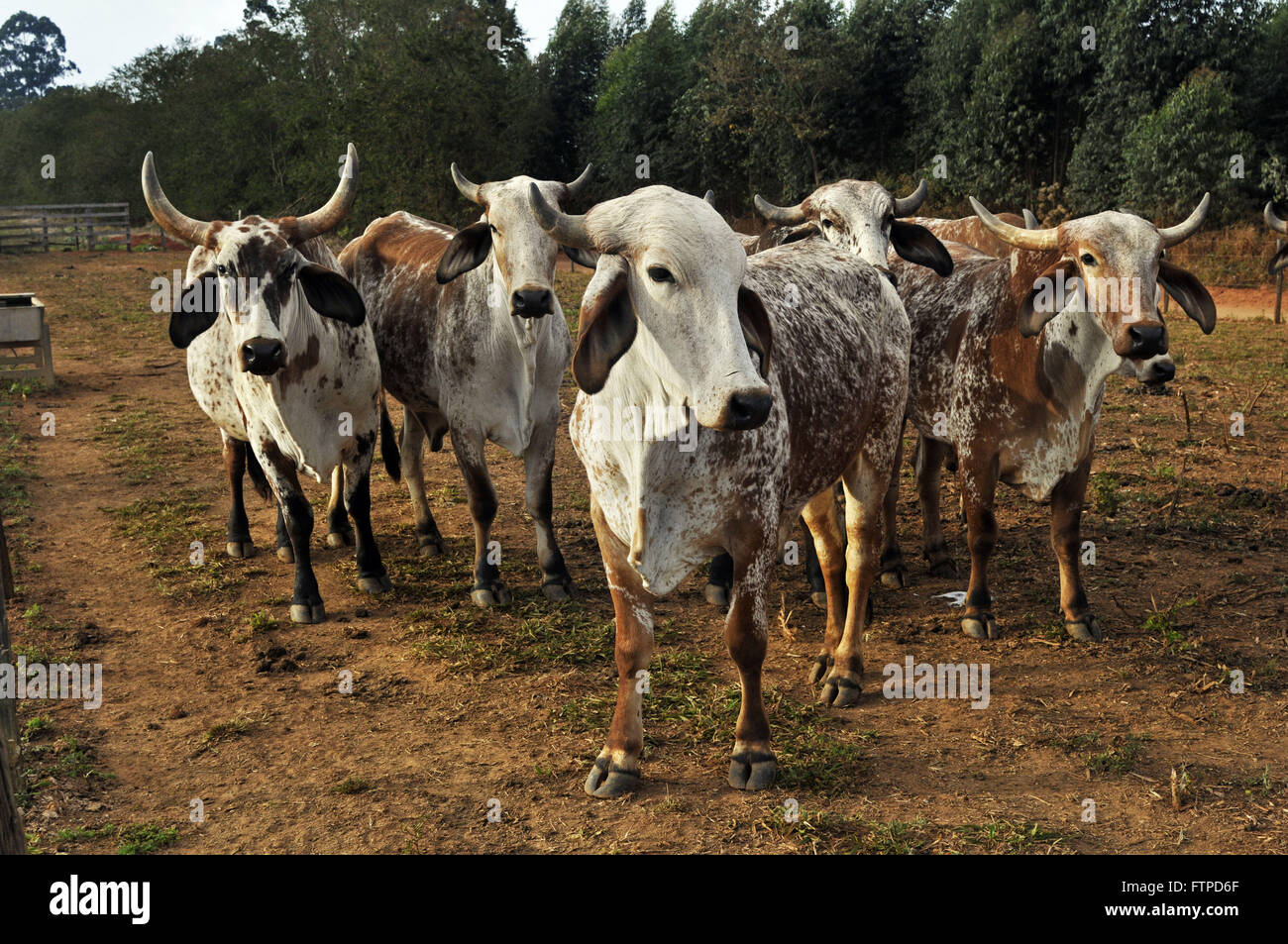 Cattle grazing in a rural town of New Resende - South of Minas Gerais Stock Photo